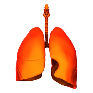Akciğerler üzerinde beyaz izole - Iç Organ-
