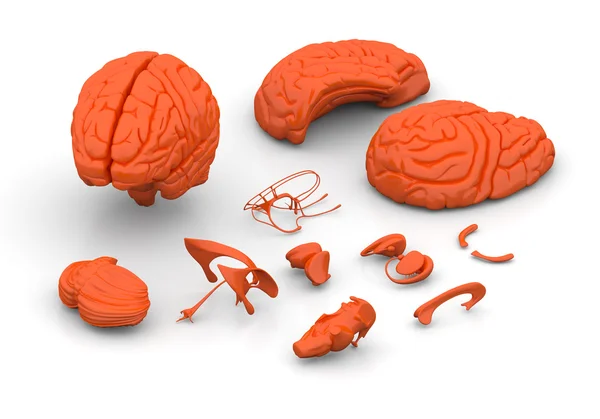 Части мозга - человеческий мозг разложился — стоковое фото