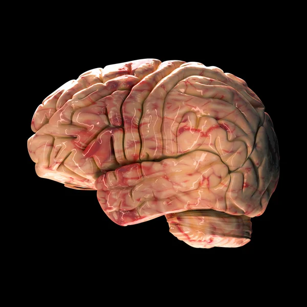 Anatomy Brain - Side View on Black Background — Stock Photo, Image