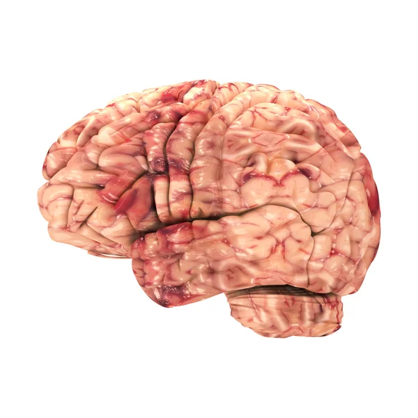 Anatomi hjärnan - sidoutsikt isolerad på vit — Stockfoto