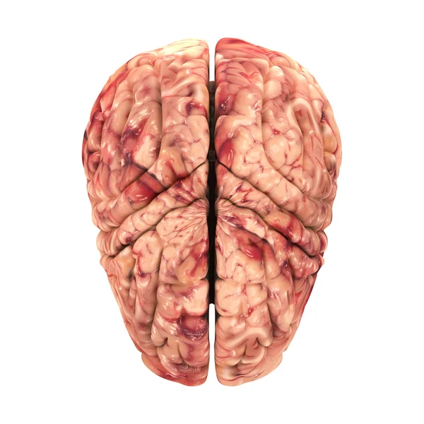 Cerebro de anatomía - Vista superior aislado en blanco — Foto de Stock