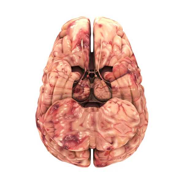 Anatomia Cérebro - Vista Lateral Isolada sobre Branco — Fotografia de Stock