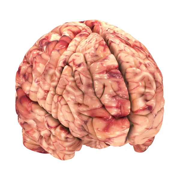 Anatomie mozku - iso pohled izolované na bílém — Stock fotografie