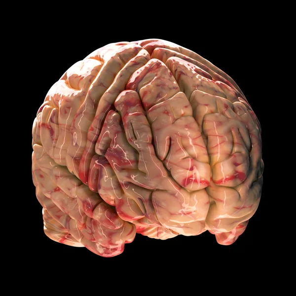 Cerebro de anatomía - Vista isométrica sobre fondo negro — Foto de Stock