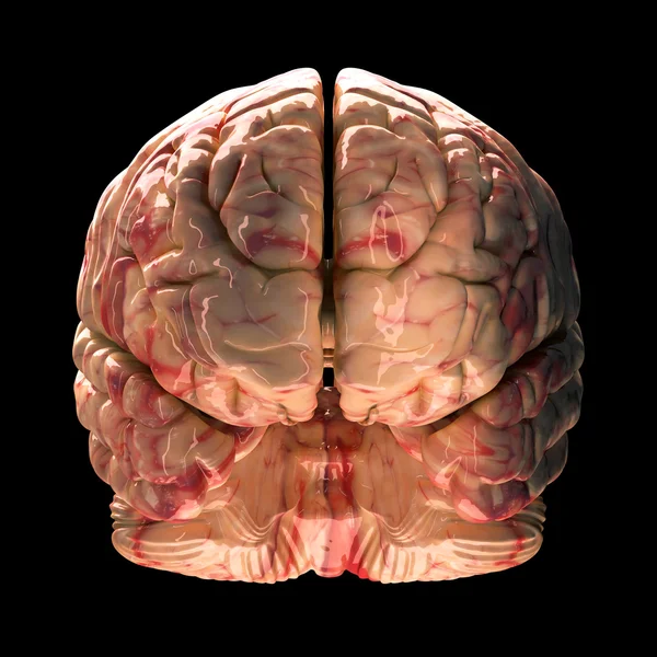 Cerveau d'anatomie - Vue de face sur fond noir — Photo