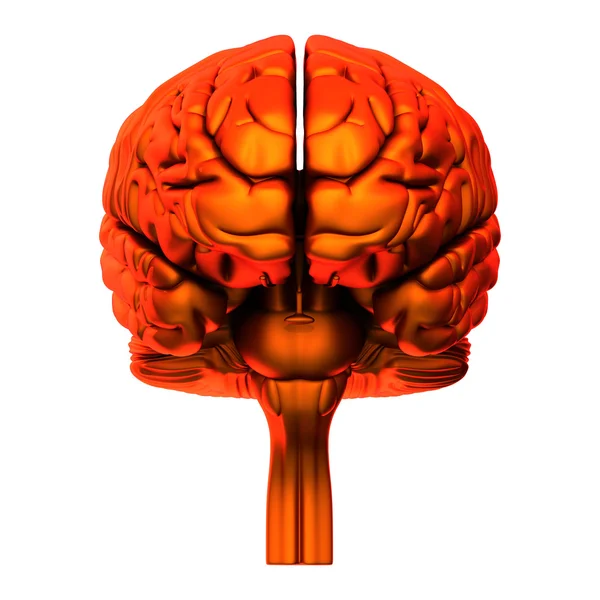 Hjärnan - inre organ - isolerad på vit — Stockfoto