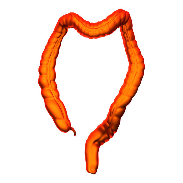 Толстая кишка - внутренние органы - изолированы на белом
