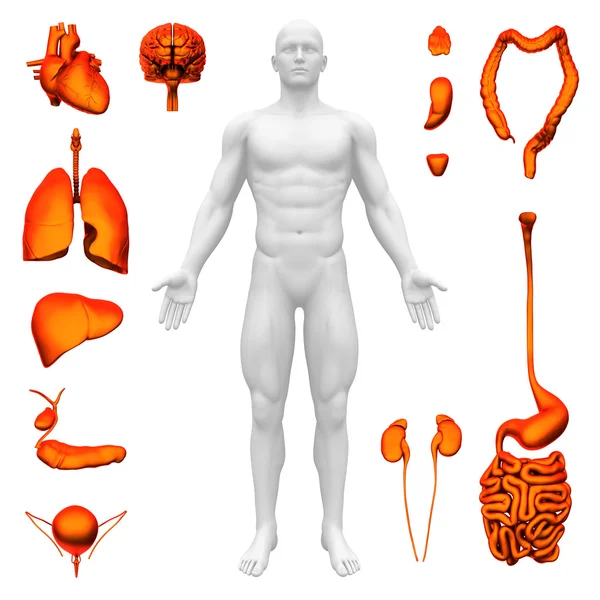 Iç organları - insan anatomisi — Stok fotoğraf