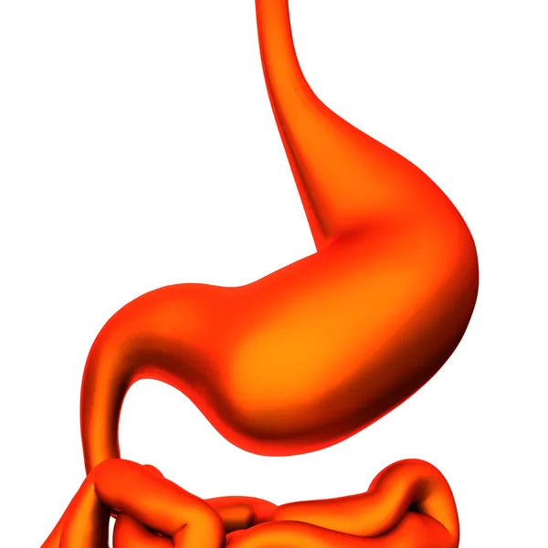 Estómago - órganos internos - aislado en blanco — Stockfoto