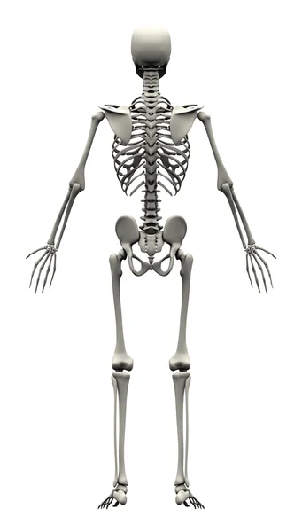 Male Human Skeleton - back view — Stock Photo, Image