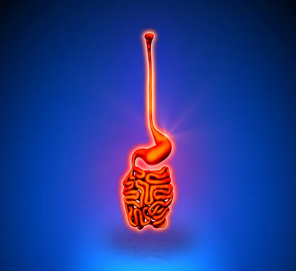 Eingeweide - innere Organe - blauer Hintergrund — Stockfoto
