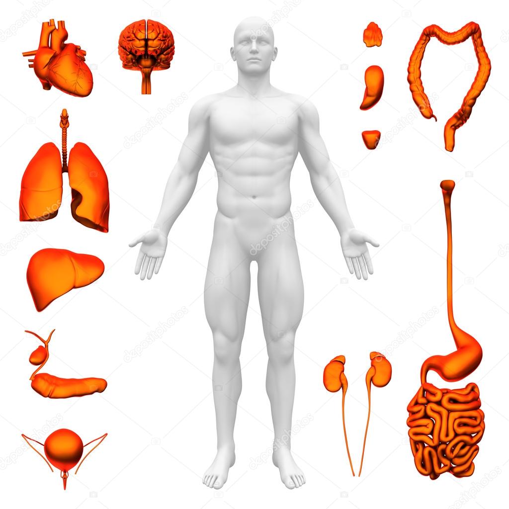 Internal organs - Human anatomy