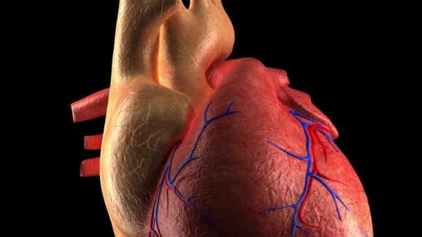 Coração de Anatomia - Batimento do Coração Humano - Close-up — Vídeo de Stock