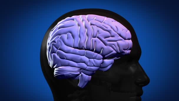 Выделенные части мозга — стоковое видео