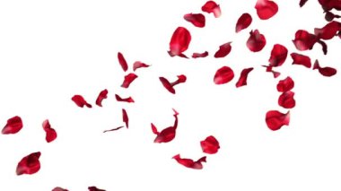 gül yaprakları ağır çekimde düşmek