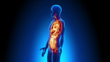 erkek anatomisi - insan bütün organların tarama