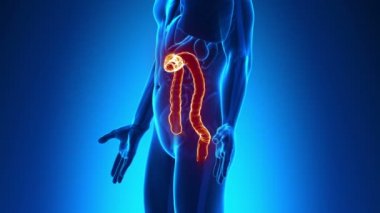erkek anatomisi - insan kolon tarama