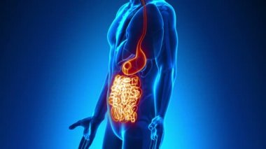 erkek anatomisi - insan bağırsaklar tarama