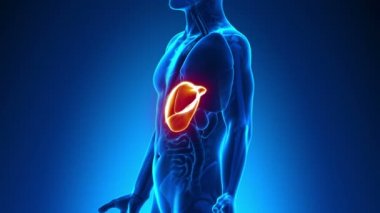 erkek anatomisi - insan karaciğer tarama