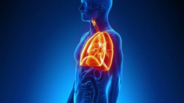 erkek anatomisi - insan akciğerleri tarama