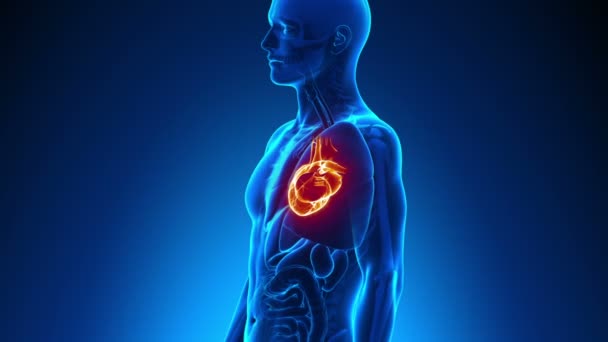 Anatomia masculina - Digitalização do coração humano — Vídeo de Stock