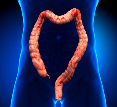 Colon Anatomy - real view clipart