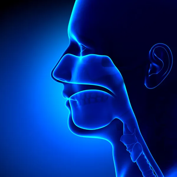 -분명-sinuses 머리 해부학 — 스톡 사진