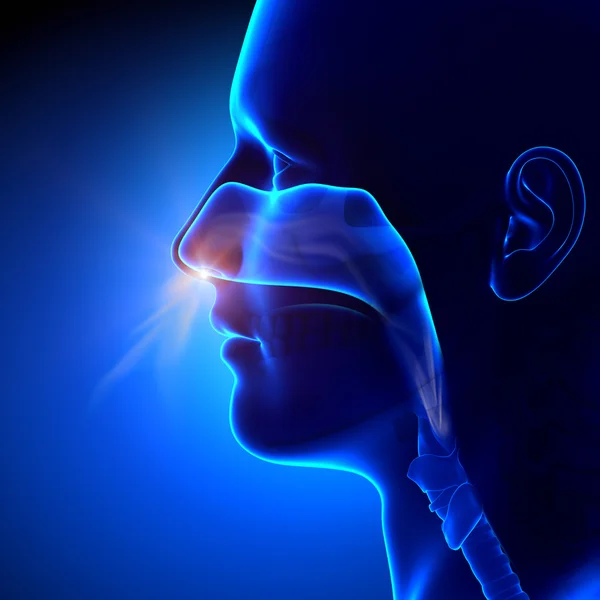 Sinuses - Breathing Human Anatomy — Stock Photo, Image