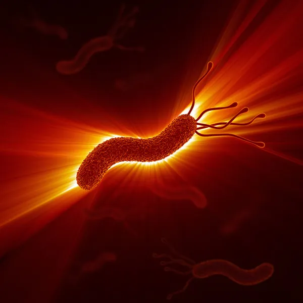 Helicobacter pylori — стокове фото