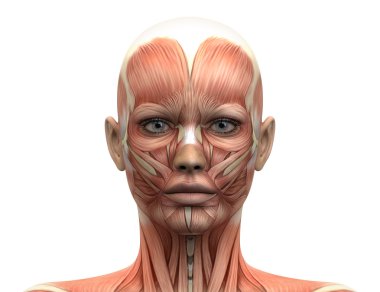 kadın baş kas anatomisi - Önden Görünüm