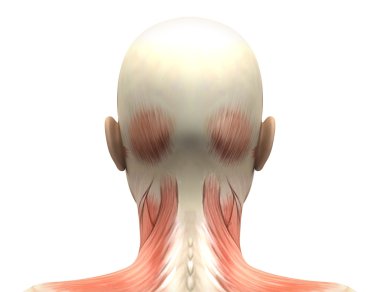 kadın baş kas anatomisi - arkadan görünüm