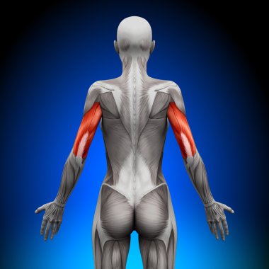 triceps - kadın anatomi kas
