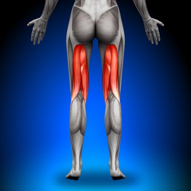 hamstrings - kadın anatomi kas