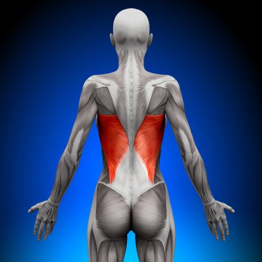 latissimus dorsi - kadın anatomi kas