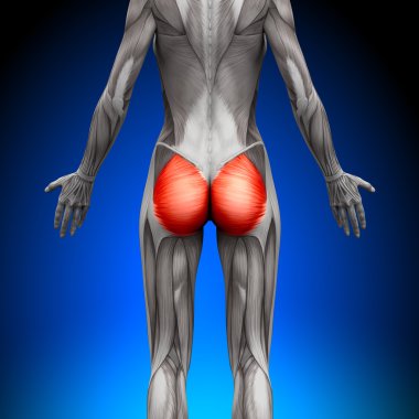 glutes gluteus maximus - kadın anatomi kas