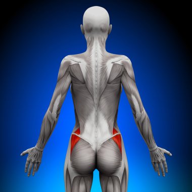 glutes medius - kadın anatomi kas