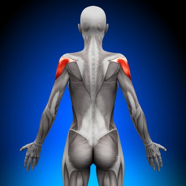 omuz - kadın anatomi kas