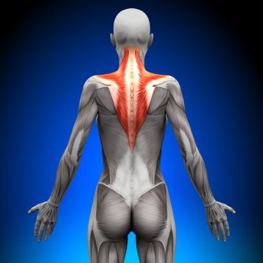 Trapez - kadın anatomi kas