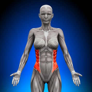 External Oblique - Female Anatomy Muscles clipart