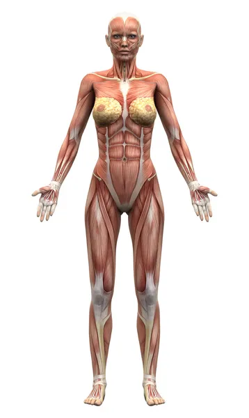 Female Anatomy Muscles - Anterior view — Stock Photo, Image