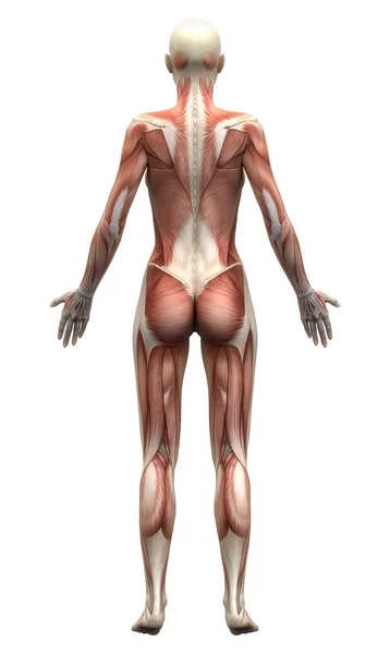 Músculos de anatomía femenina - Vista posterior — Foto de Stock