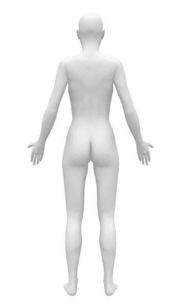 Figura femenina de anatomía en blanco - Vista posterior — Foto de Stock