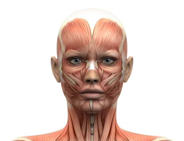 Kobieta mięśni głowy anatomii - widok z przodu — Zdjęcie stockowe