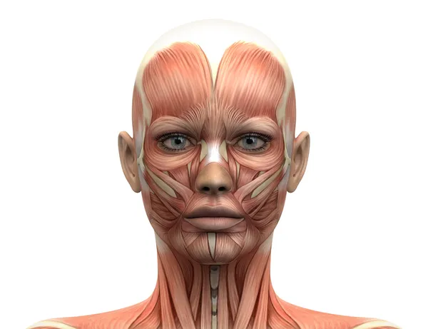 kadın baş kas anatomisi - Önden Görünüm
