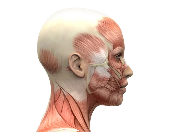 Anatomía de los músculos de la cabeza femenina - Vista lateral —  Fotos de Stock
