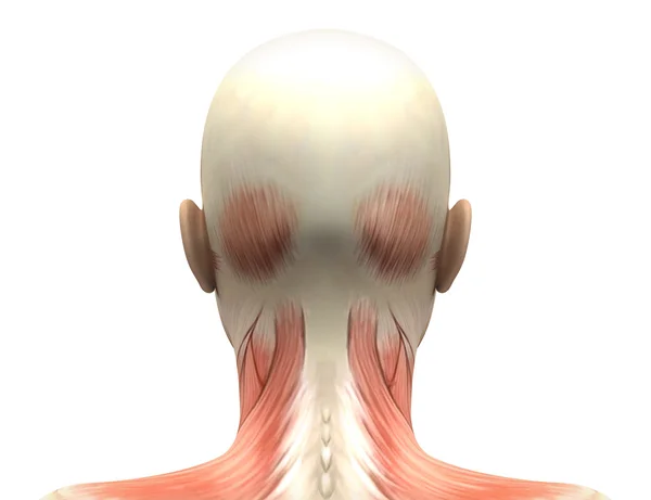 Жіночий голову м'язи анатомії - задній вид — стокове фото