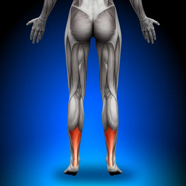 Achille tendine - Muscoli anatomici femminili — Foto Stock
