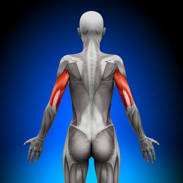 Triceps - kobiecej anatomii mięśni — Zdjęcie stockowe