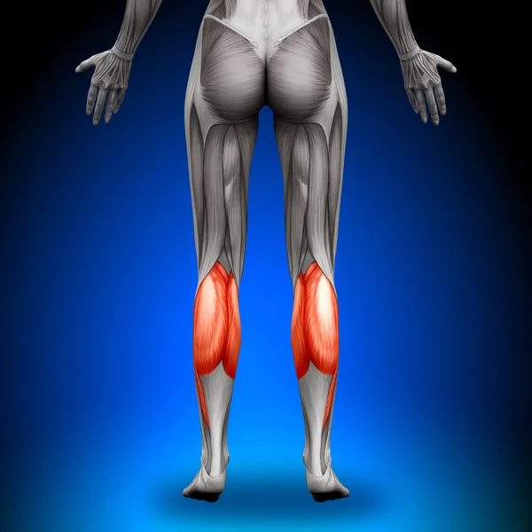 Waden - weibliche Anatomie-Muskeln — Stockfoto