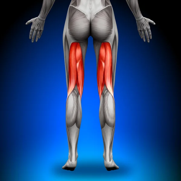Protesi del ginocchio - Muscoli anatomici femminili — Foto Stock